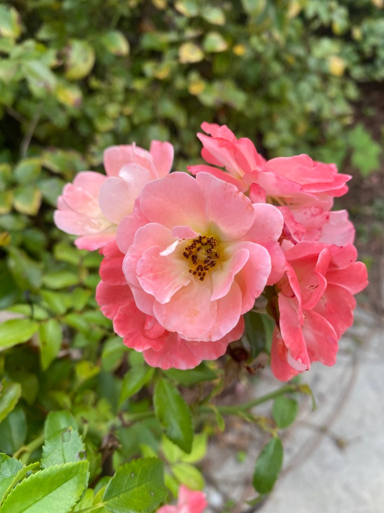 Cluster of pink petaled flowers.
