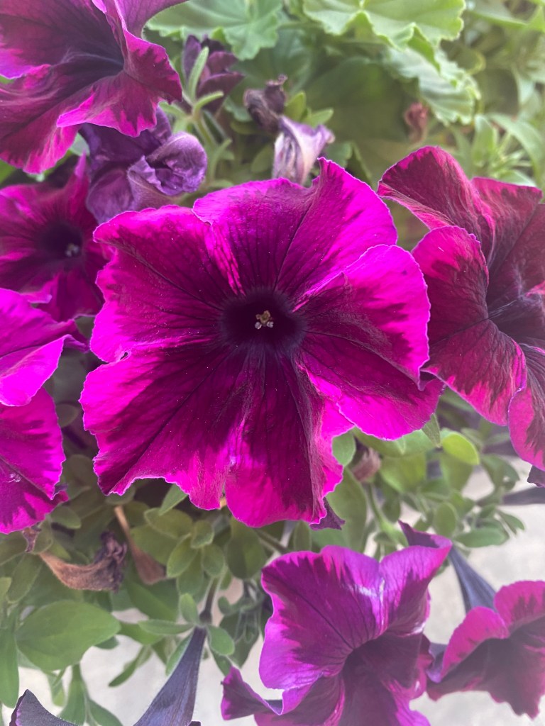 Portrait of a deep purple flower.