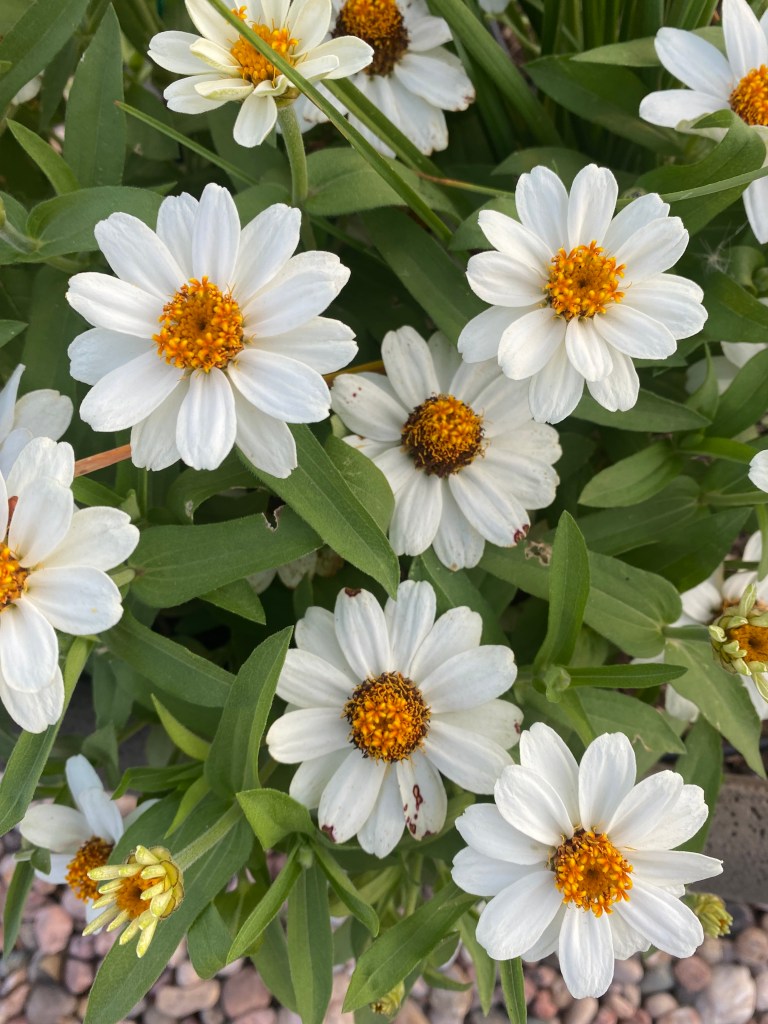 A cluster of flowers with yellow centers and white petals.